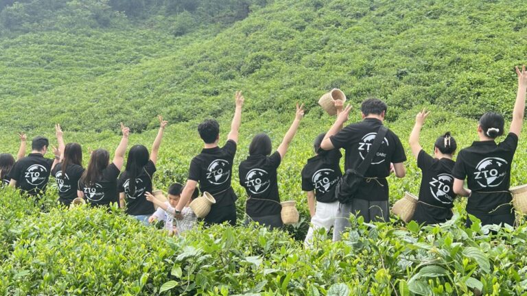 Tea Fragrance & Summer Harvest: ZTO CABLE Team Building in Ningxiang